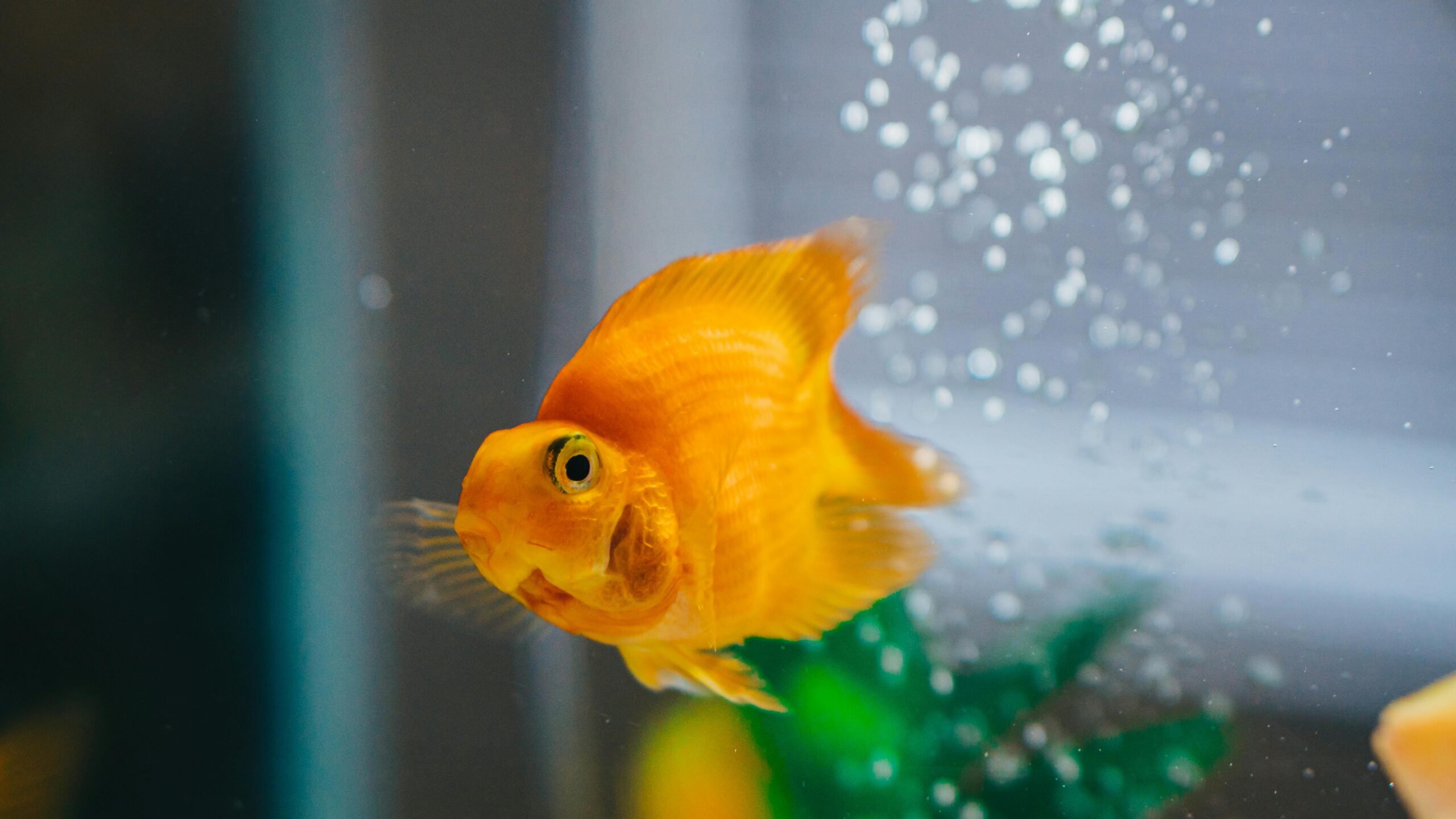 No momento, você está visualizando 10 interesting facts about exotic goldfish