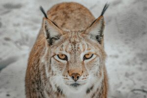 Leia mais sobre o artigo Lynx:Exploring the Unique Traits, Habitat, and Conservation of This Elusive Wild Cat