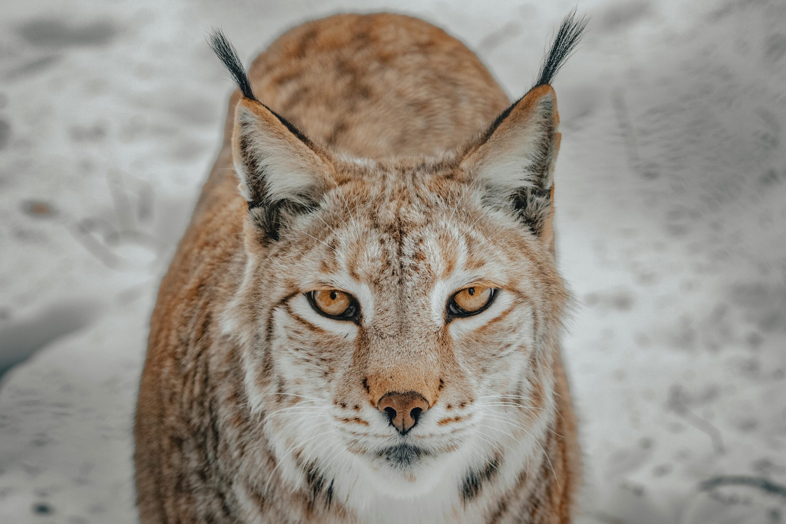 No momento, você está visualizando Lynx:Exploring the Unique Traits, Habitat, and Conservation of This Elusive Wild Cat