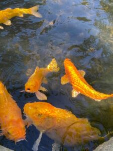 Leia mais sobre o artigo top 10 most beautiful fish in the world