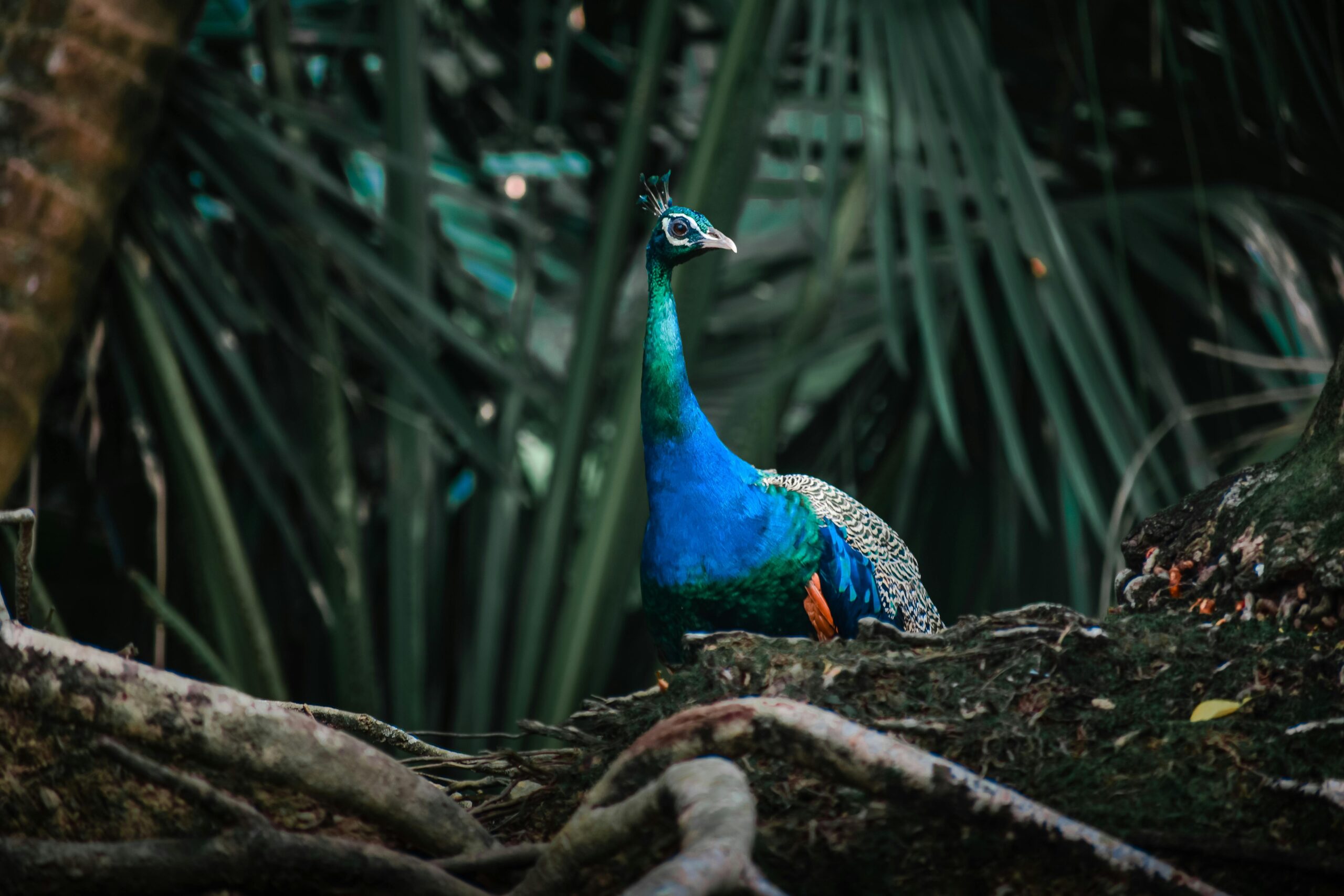 No momento, você está visualizando The Role of Sanctuaries in Exotic Animal Rehabilitation