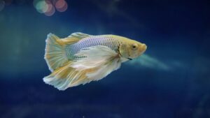 Leia mais sobre o artigo Discover now 10 interesting facts about betta fish