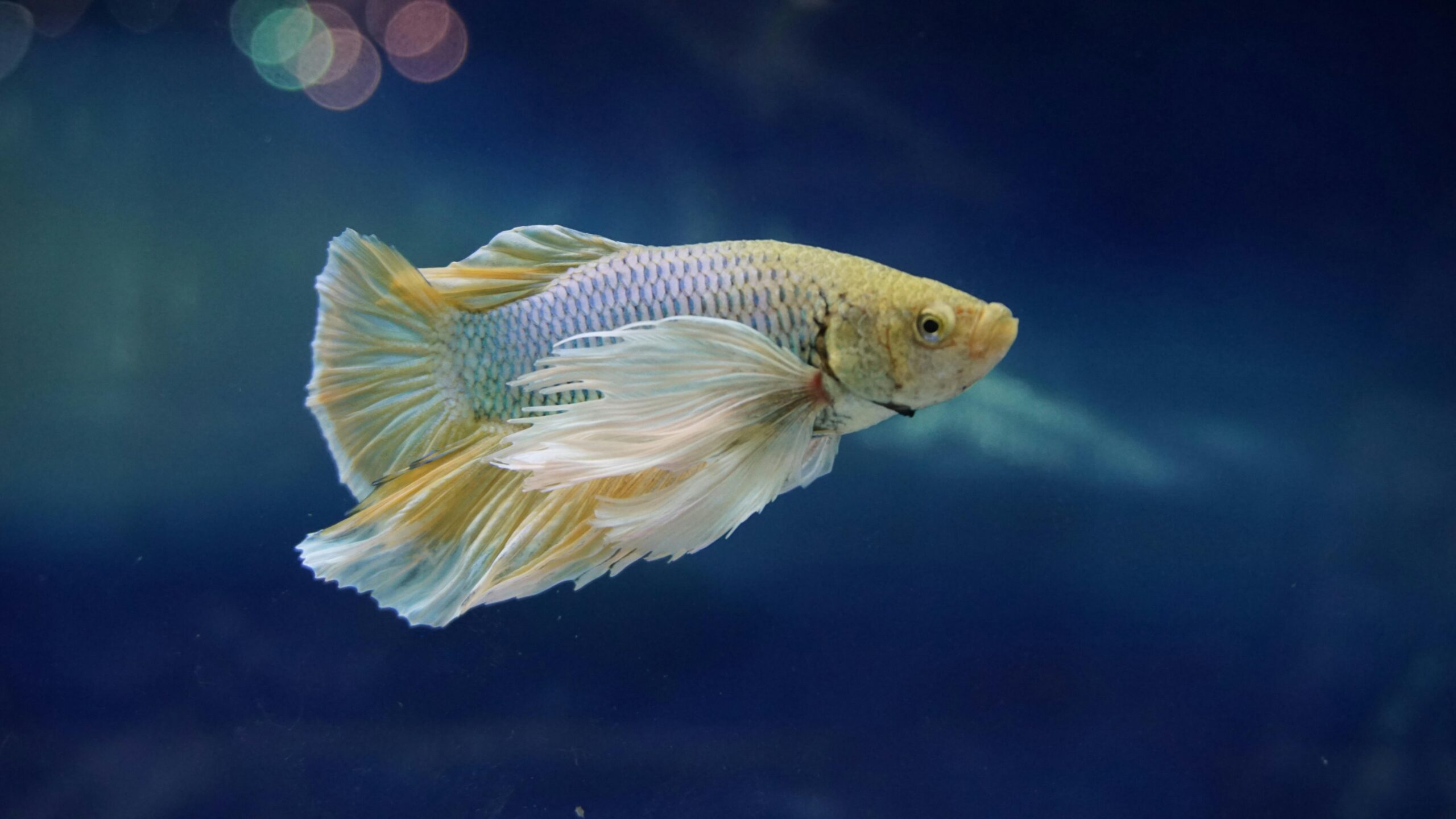 No momento, você está visualizando Discover now 10 interesting facts about betta fish