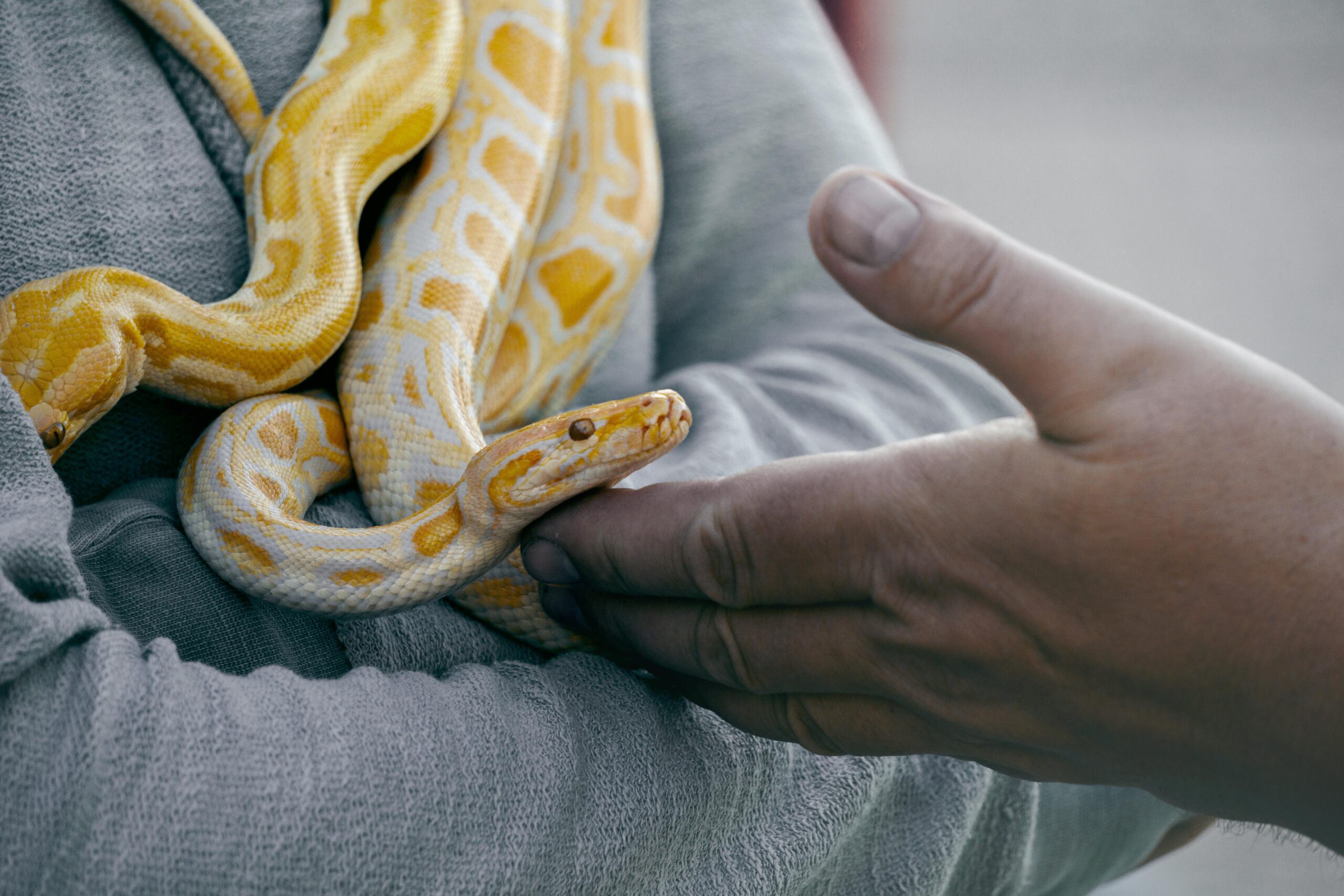 No momento, você está visualizando Essential Care for Exotic Pets: