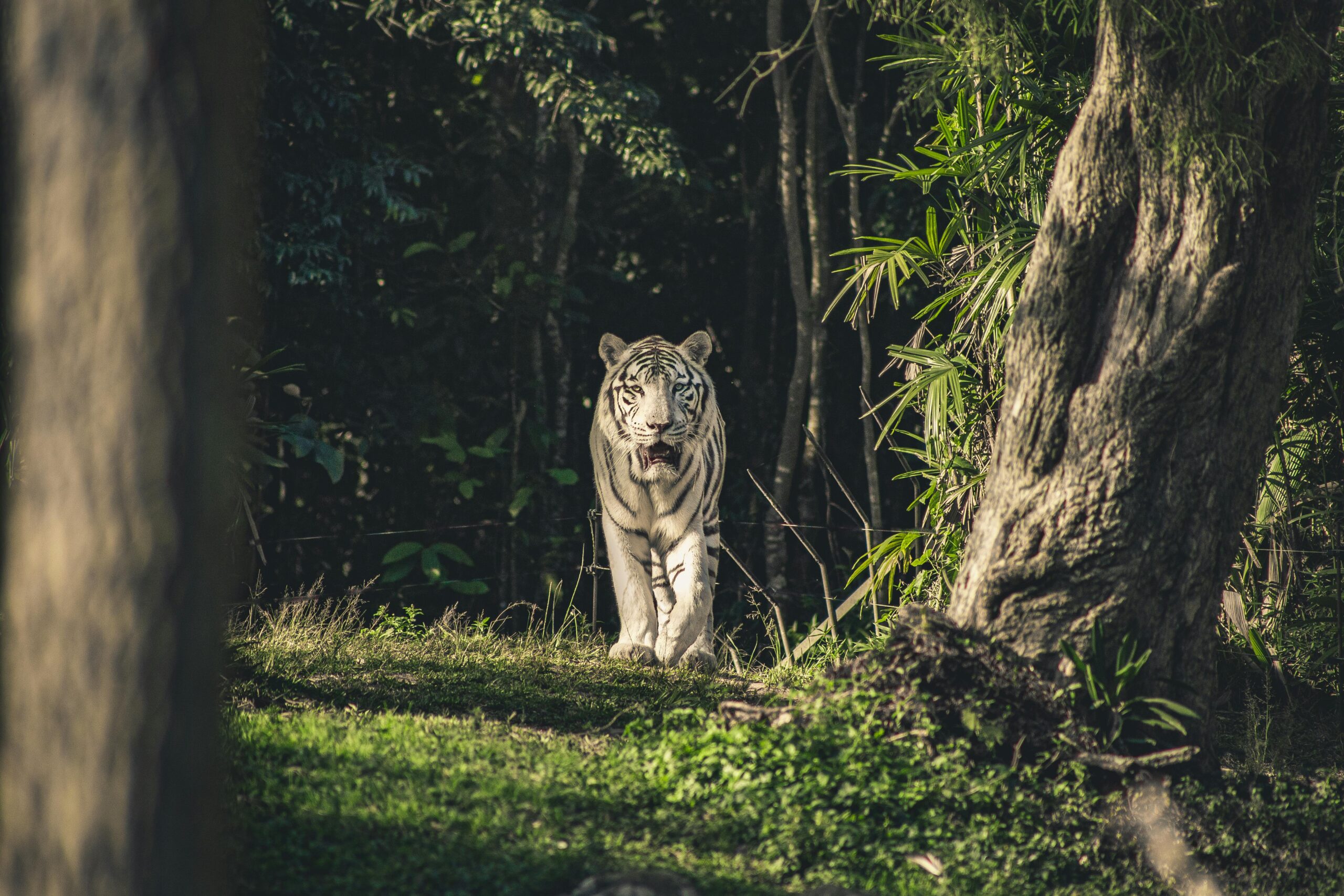 No momento, você está visualizando How Exotic Animals Adapt to New Environments: