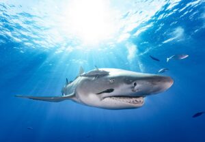 Leia mais sobre o artigo 10 Interesting Facts About Tiger Sharks