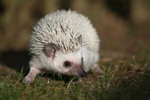 Leia mais sobre o artigo Hedgehogs: Fascinating Creatures with Spiky Personalities