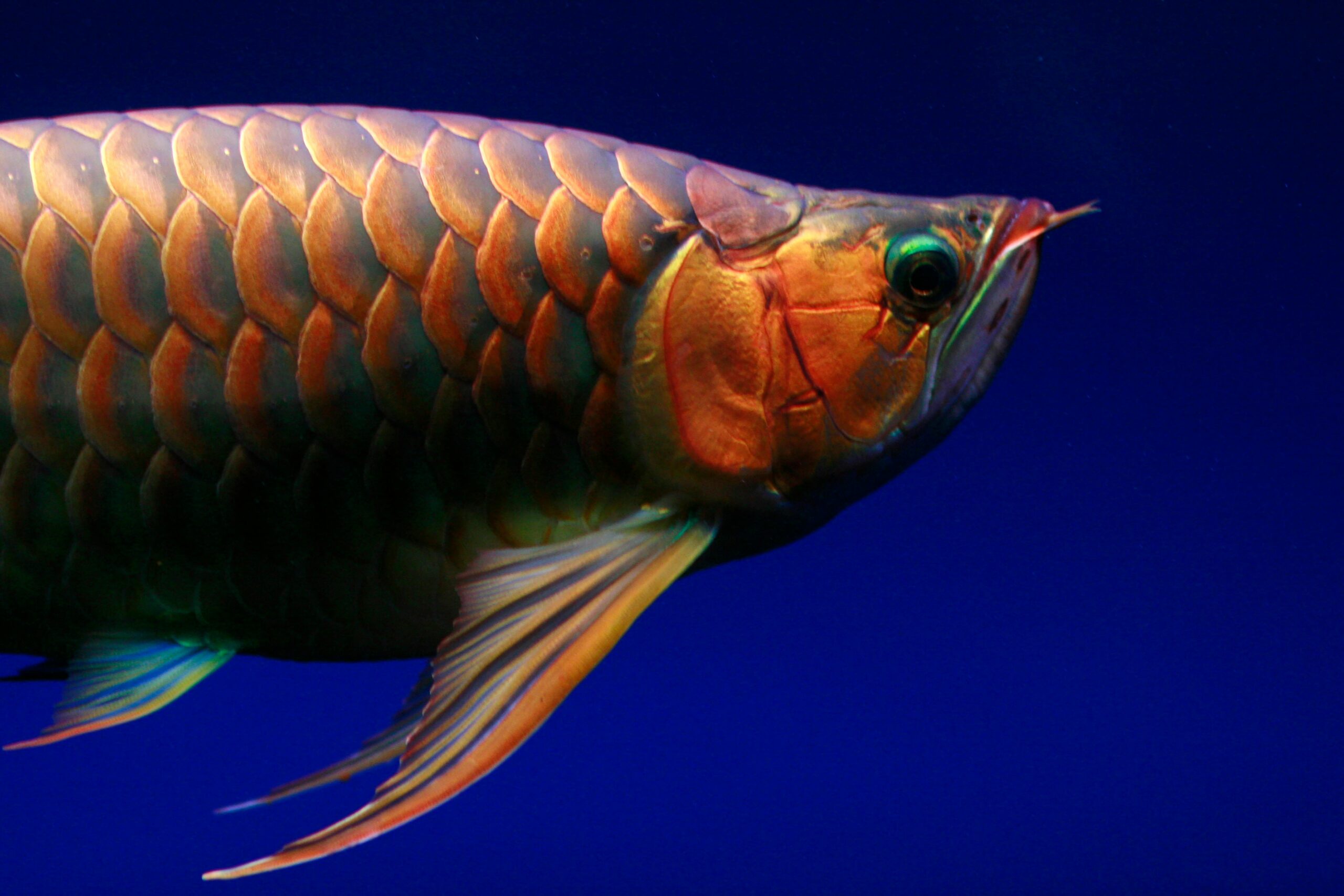 No momento, você está visualizando Top 10 Curiosities about the Arowana Fish