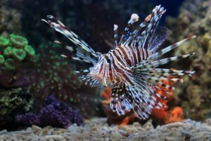 Leia mais sobre o artigo 10 Interesting Facts About Lionfish