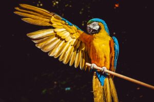 Leia mais sobre o artigo 10 Interesting Facts About Parrots