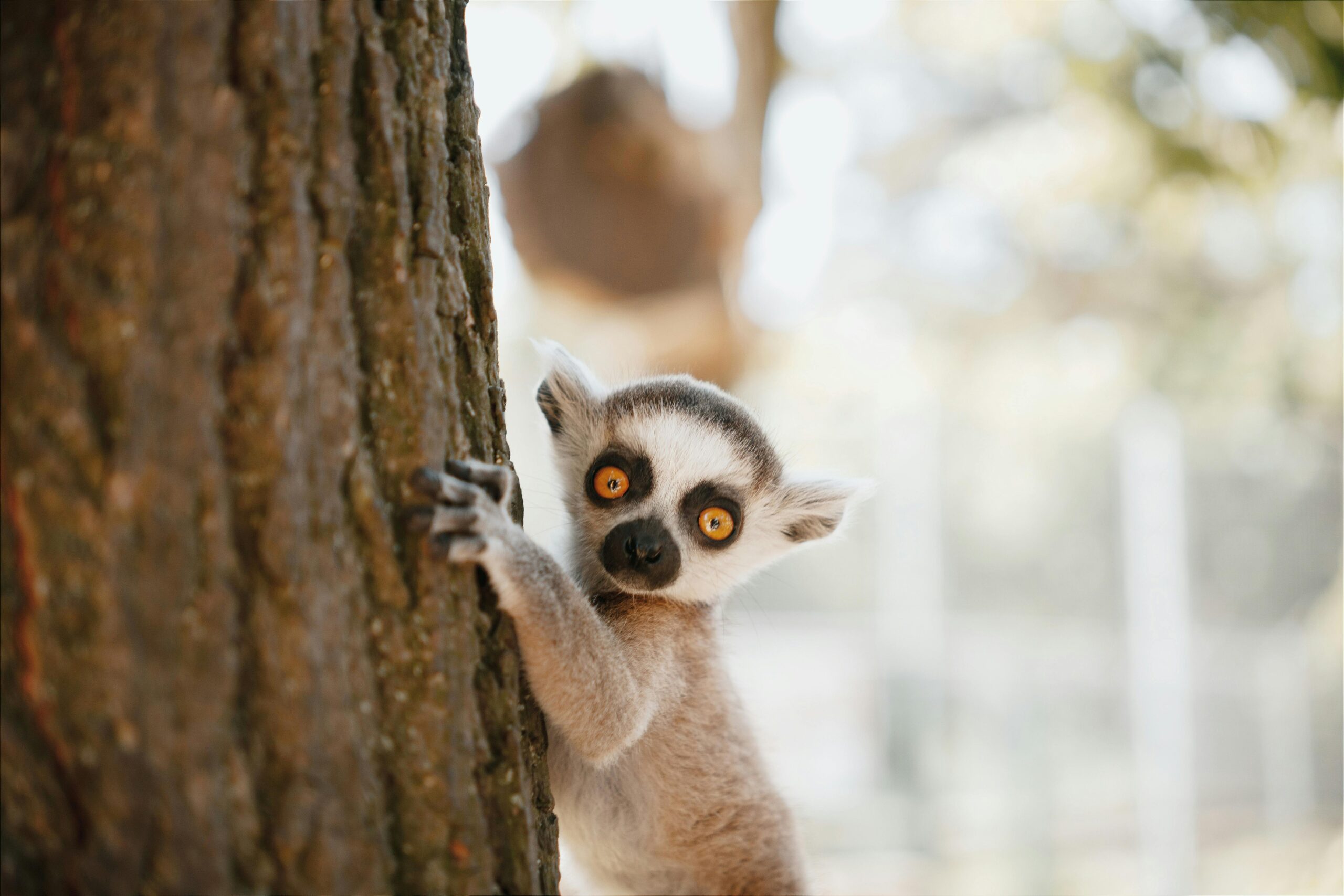 No momento, você está visualizando 10 Interesting Facts About Lemurs